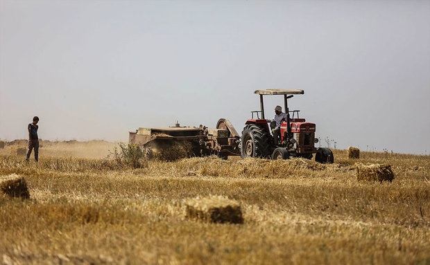 انتقال بذرهای مقاوم گندم به مزارع تسریع یابد