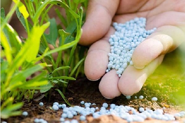 معاون وزیر جهاد:  ۸ هزار میلیارد ریال برای تامین نقدینگی واردات آفت کشها تخصیص یافت