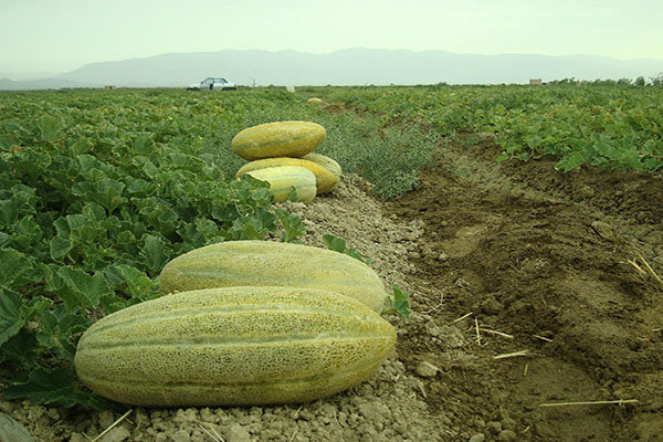 تولید بذر اصلاح شده خربزه در راستای افزایش تولید