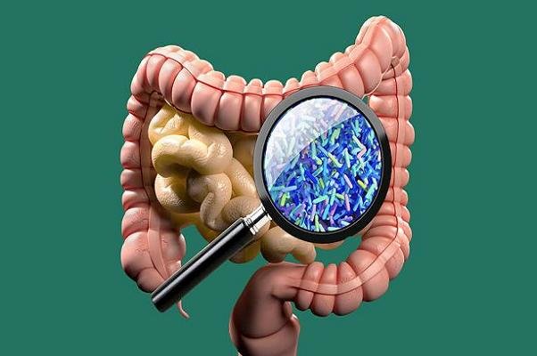تاثیر داروی کاهنده کلسترول بر بهبود ترکیب باکتری های روده چاق ها