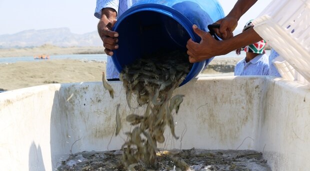 رتبه دهم ایران در تولید میگو