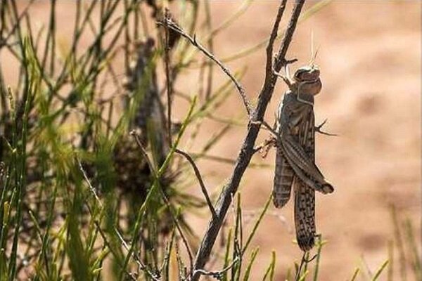 مبارزه با ملخ صحرایی در ۱۱۸ هزار هکتار از مراتع سیستان وبلوچستان