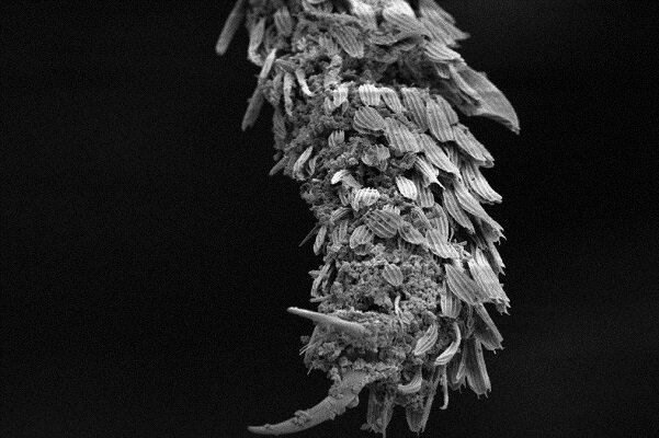 سنگ آتشفشانی مالاریا را نابود می‌کند