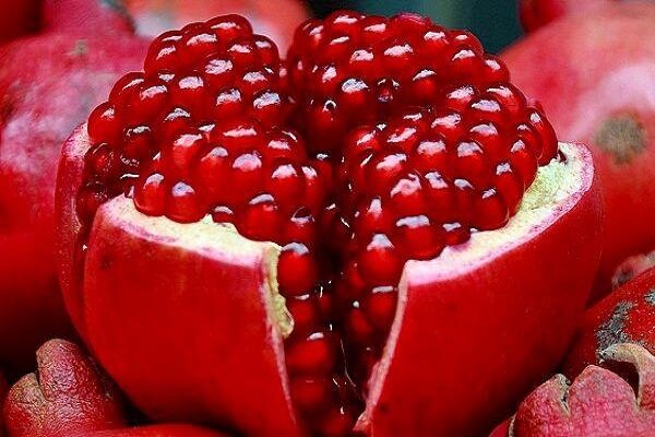 ژنوتیپ های برتر انار ایران شناسایی شدند