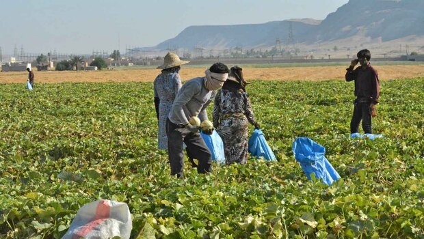 کنترل آبیاری مزارع برای ۸ محصول کشاورزی تبیین شد