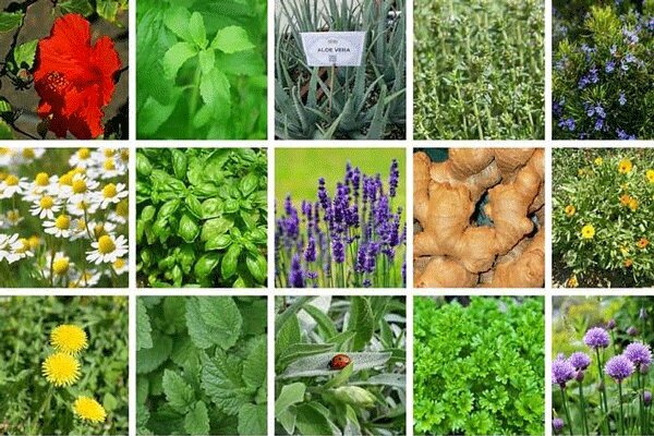 مذاکره با جهاد دانشگاهی برای فرآوری گیاهان دارویی
